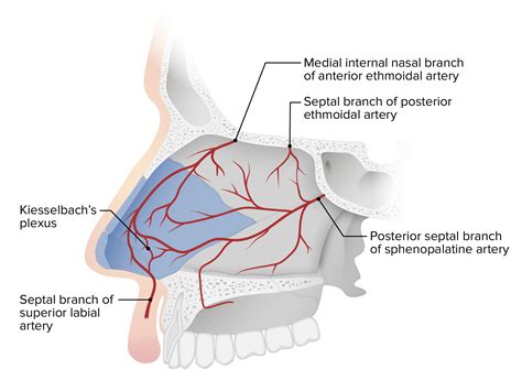 Anatomy Of The Nose Anatomy Nasal Septum Septum Nose