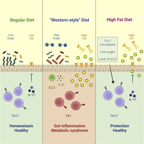 Dietary Sugar Disrupts Gut Microbiome, Says New Study | Sci.News