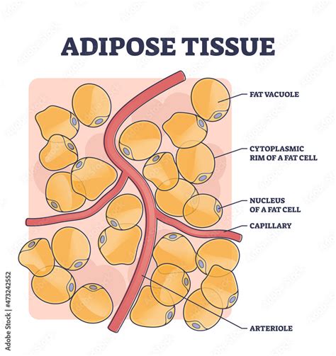 Fat Cell Structure 的图像结果