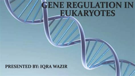 Gene regulation in eukaryotes | PPSX
