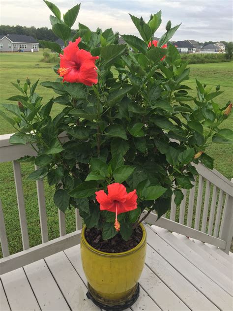 Can Hibiscus Tree Grow In Pots at Summer Fulp blog