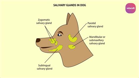 Submandibular Gland Swelling In Dogs