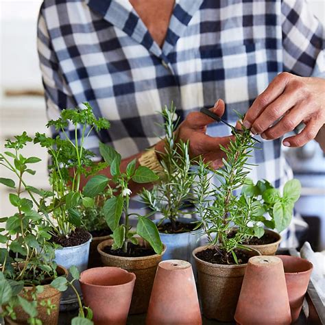 Creating a Vibrant Balcony Garden