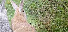 Image result for Two Rabbits Side Pose