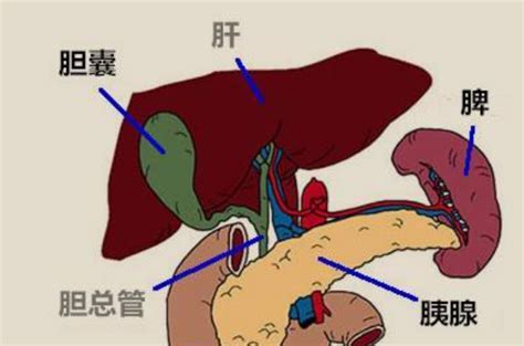 胆通过胆管与小肠相连结构示意图EPS素材免费下载_红动中国
