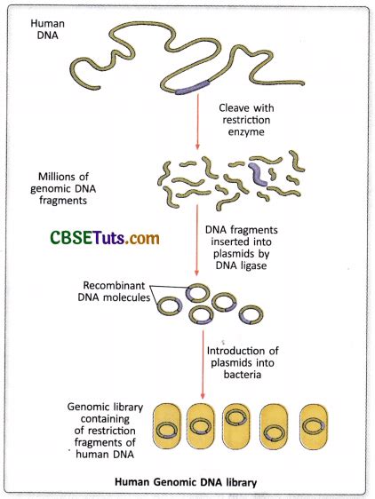 DNA Library Process 的图像结果