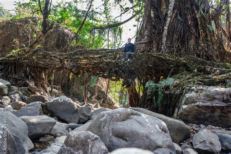 Image result for Tree Root Bridge