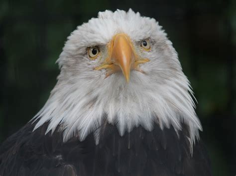 Bald Eagle Numbers Increasing in Massachusetts