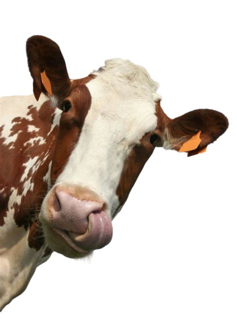 farm cow PNG image - Photo #414 - BiNps PNG Website