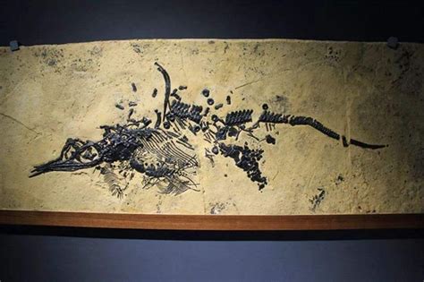 现存最完整的霸王龙化石被拍卖 成交价为3180万美元