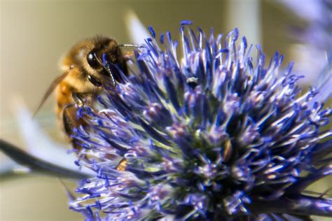 Wisconsin Beginner Beekeeping Supplies Bees For Sale | Lappe's Bee ...