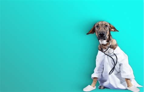 Woofs & Wags | The Dream Pet Destination
