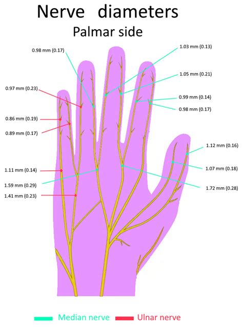 High-Resolution Magnetic Resonance Neurography at 7T: A Pilot Study of Hand Innervation