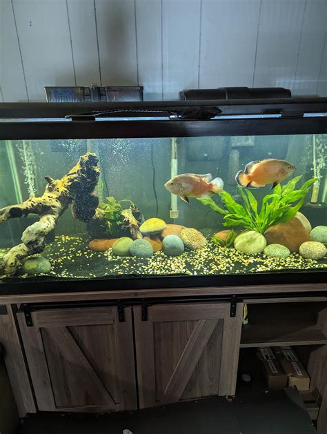 Aquariums: 75 Gallon Oscar Tank Update