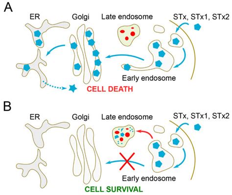 Targeting the Early Endosome-to-Golgi Transport of Shiga Toxins as a ...
