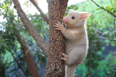 Baby Australian Possum at Tarah Gordon blog
