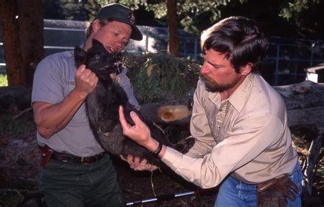 Image result for How Reintroducing Wolves Changed Yellowstone