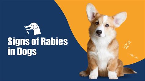 Signs of Rabies in Dogs: Symptoms, Prevention & Treatment | Zigly - symptoms of rabies in dogs