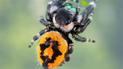 Phidippus Audax Male vs Female: What are Differences?