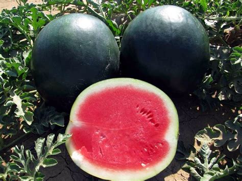 Amazon.com : 50 Black Diamond Watermelon Seeds for Planting - Heirloom ...