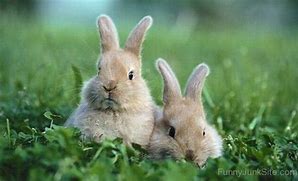 Image result for Good Morning Hunny Bunny Pics