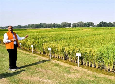 sale of pusa basmati 1979 and pusa basmati 1985 varieties started for ...