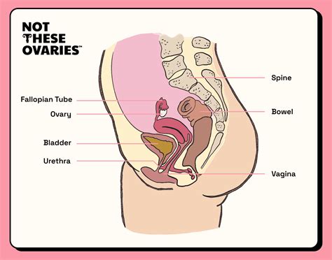 Ovary Function Explained: What Your Ovaries Do and Why It Matters | Not These Ovaries