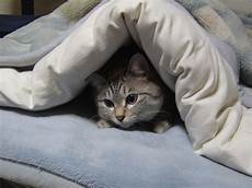 il piumone come lavare piumoni e coperte washapp la tua il piumone come lavare piumoni e coperte washapp la tua