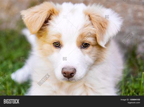 Australian Red Border Collie