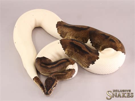 Piebald Ball Python by Xclusive Snakes - MorphMarket