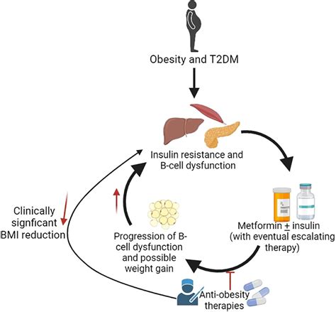 Mechanism Of Weight Loss Drugs at Andrea Mcclelland blog