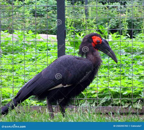 Black and Red Bird with Big Beak Bucorvus Leadbeateri. Berlin Zoo Stock ...