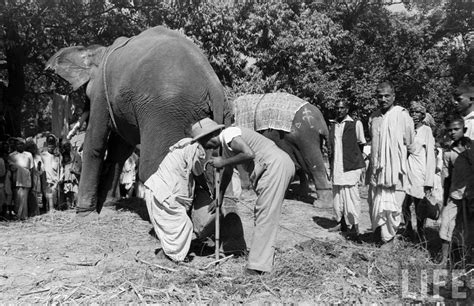 Elephants in Sonepur Cattle Fair in Bihar 1952 - Part 4 - Old Indian Photos