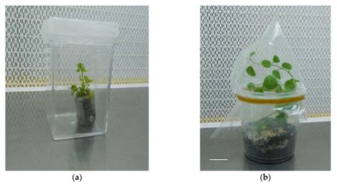 In Vitro Rooting of Capparis spinosa L. as Affected by Genotype and by ...