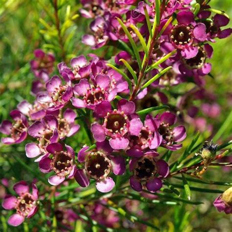 Geraldton Wax – Bush Tucker Recipes at the Aussie table