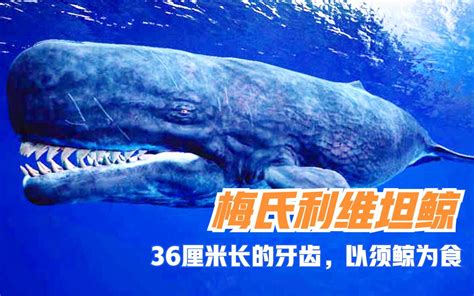 梅尔维尔鲸世界最大有多少米 光是牙齿就长约40CM_探秘志