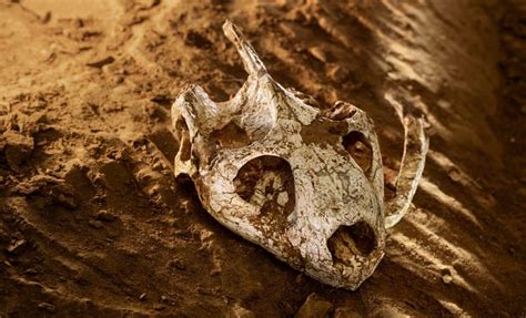 Paleontologists 的图像结果