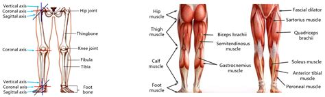 Lower Leg Muscle Diagram