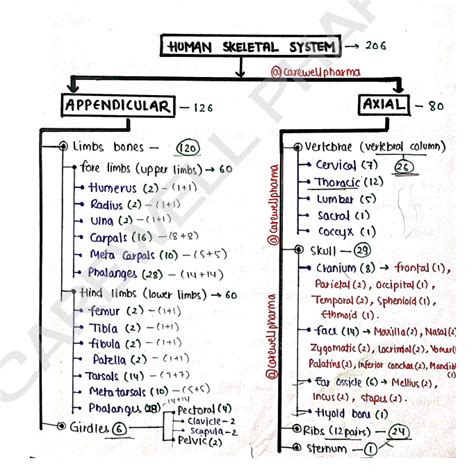 Human Anatomy And Physiology 1 Unit 2 Notes - 1st Semester B Pharmacy ...