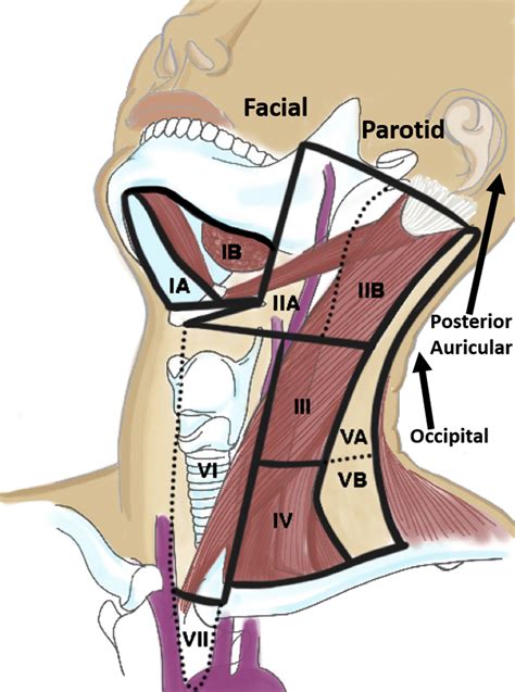 Cervical Lymph Nodes Swollen Lymph Glands: Causes And Treatment
