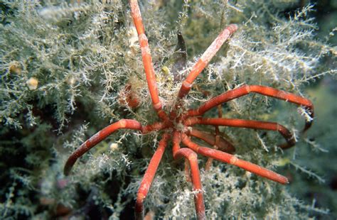 Giant sea spiders seen mating for the first time on deep-sea video ...