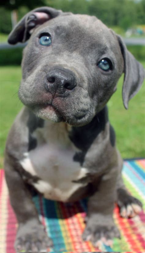 Blue Nose Pitbulls Puppies