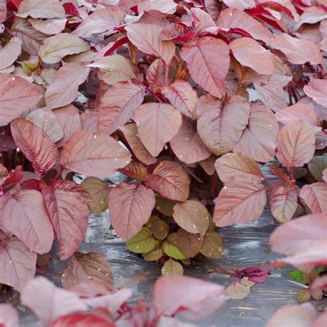 Buy Red Amaranth Seeds Online