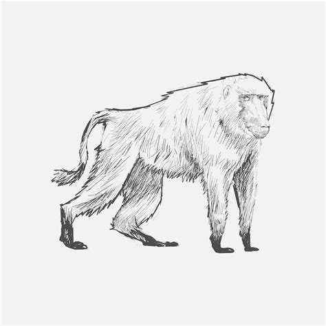 Black white baboon drawing Images - Free Download on Freepik