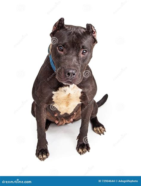 Black Pit Bull Dog Cropped Ears Stock Photo - Image of canine, full ...