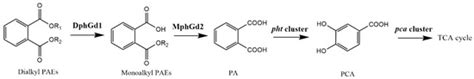 The Efficient PAE-Degrading Performance and Complete Genome Sequencing ...