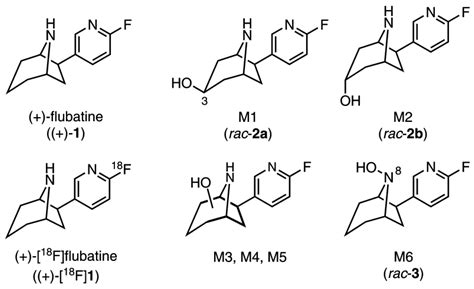 Exploring the Metabolism of (+)-[18F]Flubatine In Vitro and In Vivo: LC ...