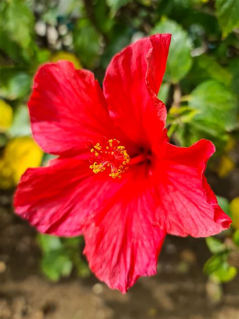 Red Hibiscus Flower Free Stock Photo - Public Domain Pictures
