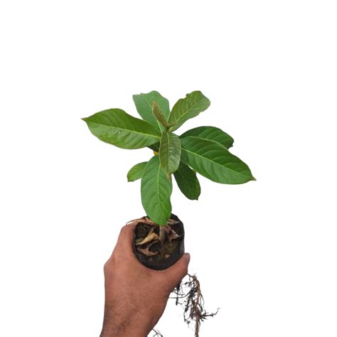 Purple Crape Myrtle (Lagerstroemia Indica) Plant | Soiled
