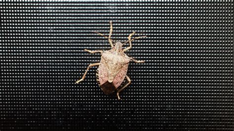 Do Stink Bugs Bite? Understanding These Pests - DIY Pest Control